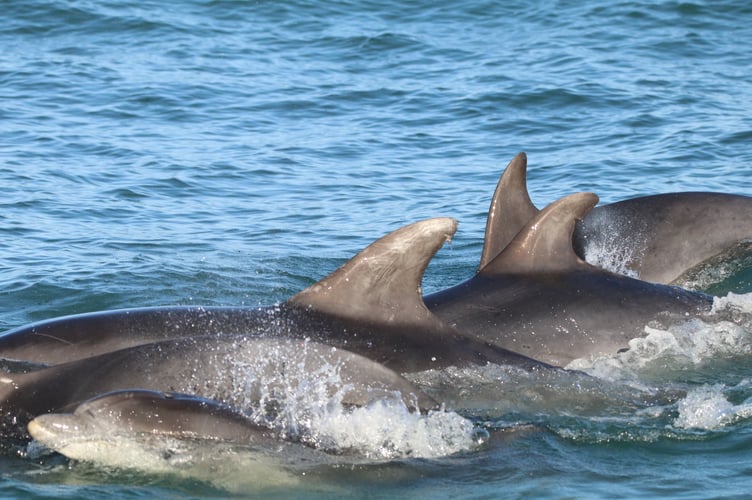 Bottlenose dolphins