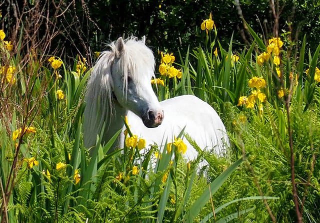 Readers' photos: Majestic horses, curious sheep and stunning sunsets