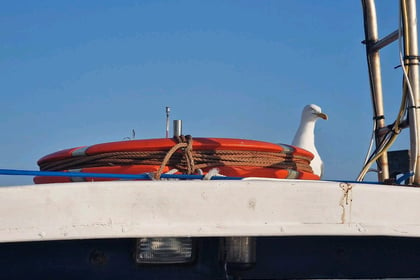 Nesting seagulls scare off boat crew, leaving vessel stranded