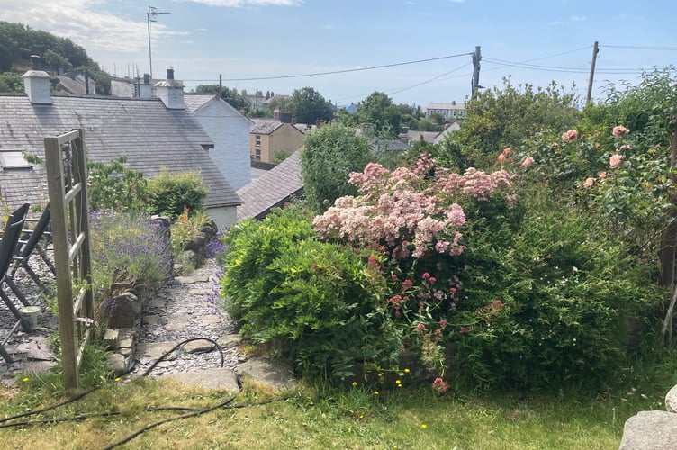 Alison Brown's garden in Aberarth is one of many that will be open to the public