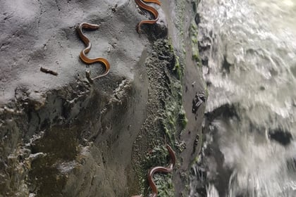 Footage shows clambering eels and spawning lamprey in River Teifi
