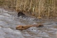 Ministers to consider releasing beavers into the wild