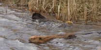 Ministers to consider releasing beavers into the wild