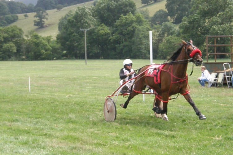 Grade B winner Goodtime Hal 020723.jpg