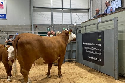 Cow and calf from Llandysul-based herd sell for 4,100 guineas