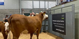 Cow and calf from Llandysul-based herd sell for 4,100 guineas