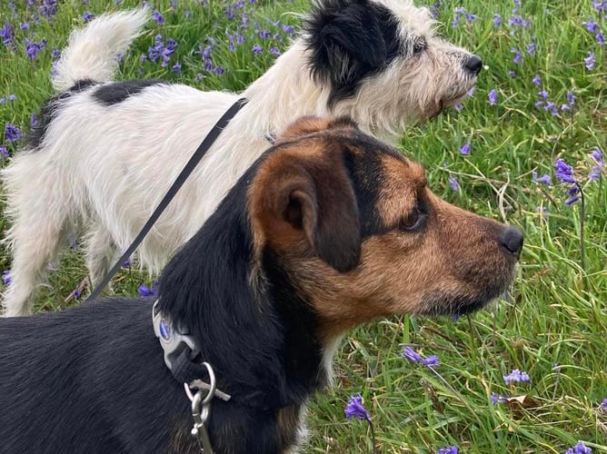 Sian has released this beautiful picture of her missing dogs