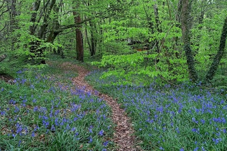 Celtic rainforest