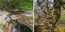 Funding boost for two fragile Welsh woodlands