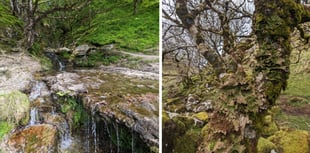 Funding boost for two fragile Welsh woodlands