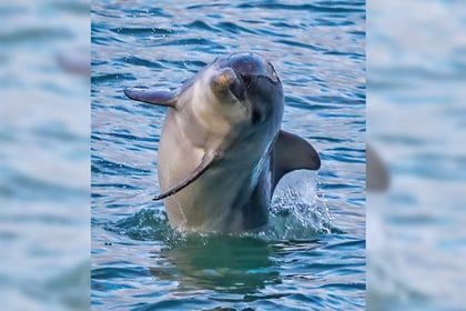 Photographer captures cracking picture of dolphin at New Quay