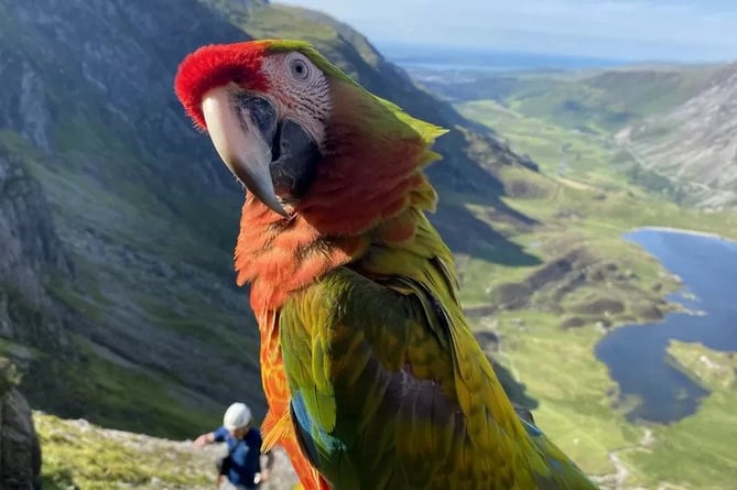 Jeckyll. A parrot greeted rescuers with a "hello" after getting stuck up a 1000m mountain with her owner. Molly and her parrot Jeckyll were among several parrot owners from Derbyshire who had travelled to Eryri in Wales yesterday (24/07). See SWNS story SWLNparrot. Jeckyll is frequently let out to fly along with other parrots and the birds readily return to their owners. But when peregrine falcons chased him, he panicked and took flight.
