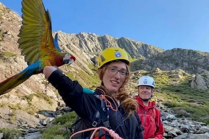 Rescuers rush to the aid of woman and her parrot on Eryri mountain