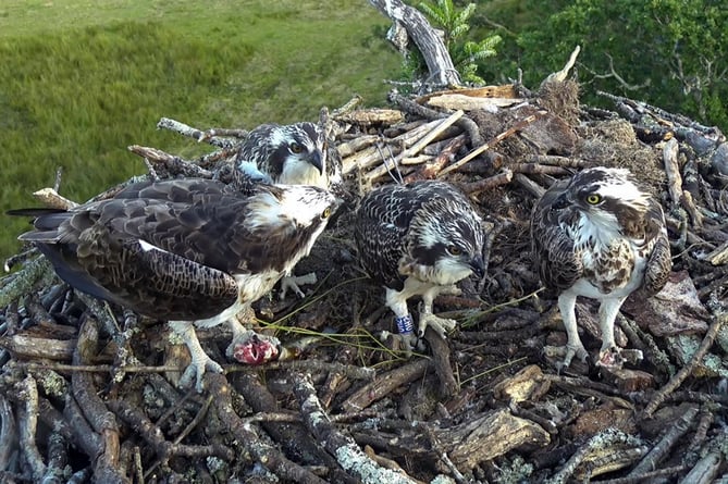 Glaslyn Ospreys Aran Elen and chicks Jul 2023