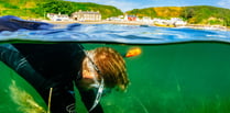 Pioneering seagrass project begins off Llŷn coast