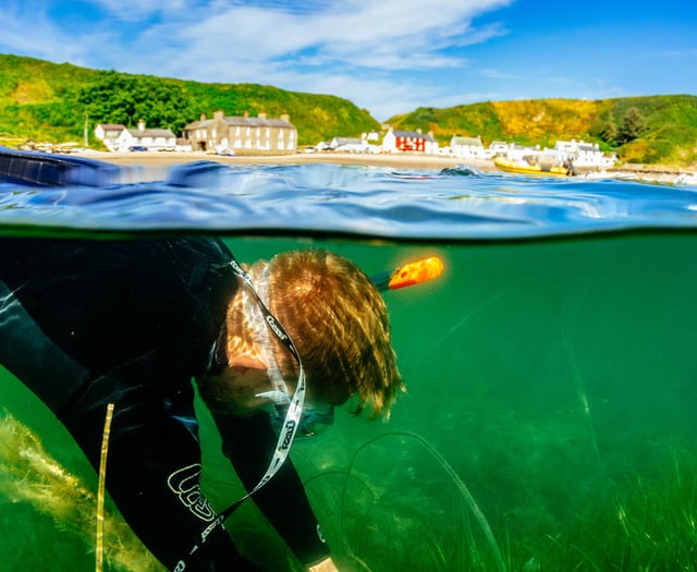 Pioneering seagrass project begins off Llŷn coast