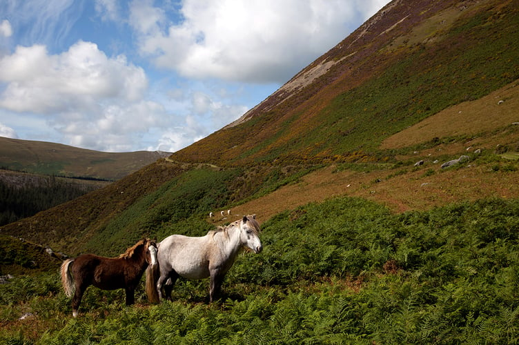 Carneddau ponies