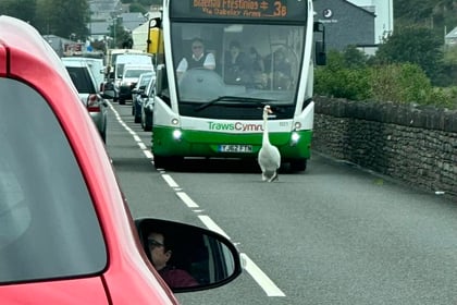 Swan takes stroll on Gwynedd road causing 'chaos'