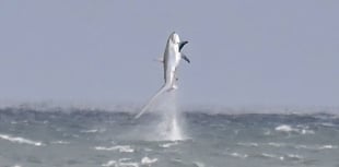 Photographer captures moment shark bursts out of water at New Quay