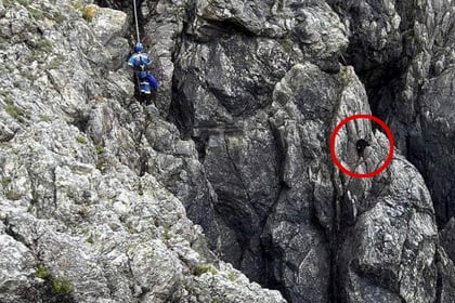 Dog rescued from cliff where it was stuck - for 12 days