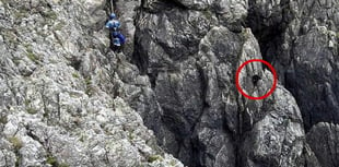 Dog rescued from cliff where it was stuck - for 12 days