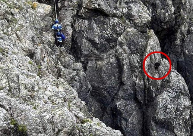 Dog rescued from cliff where it was stuck - for 12 days