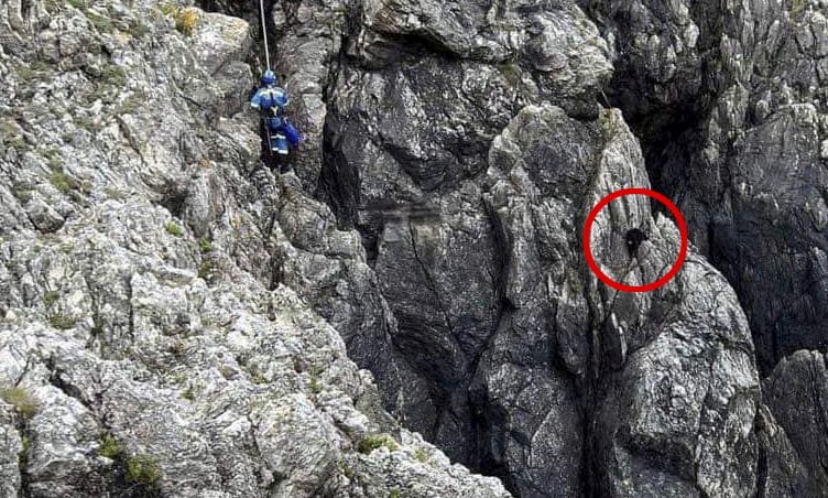 Peppa the dog has been rescued from the side of a cliff on the Llŷn Peninsula where it had been stuck for 12 days