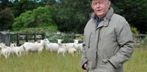 New genetics help advance farms' wool sheep breeding programmes