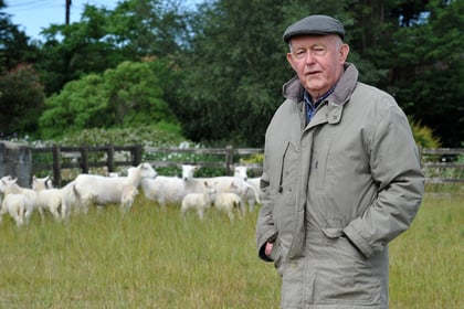 New genetics help advance farms' wool sheep breeding programmes