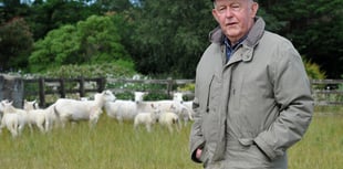 New genetics help advance farms' wool sheep breeding programmes