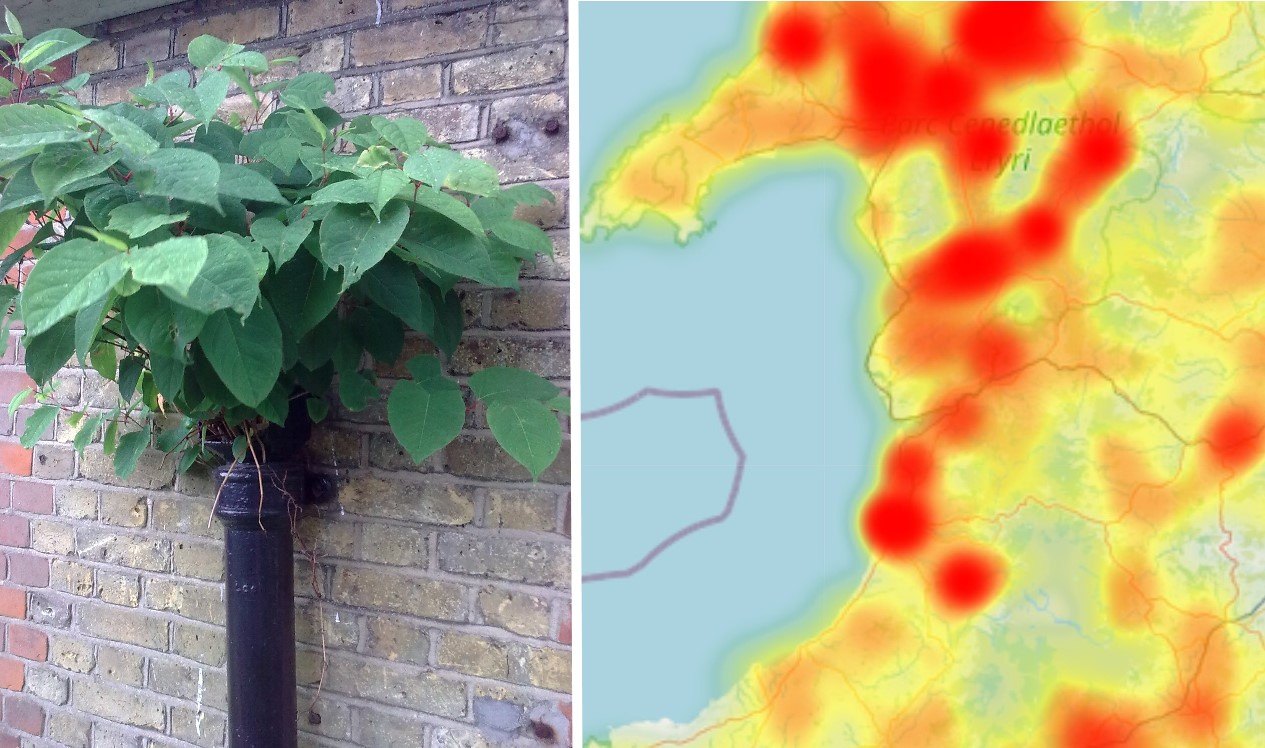 Map Reveals Japanese Knotweed Hotspots | Cambrian-news.co.uk