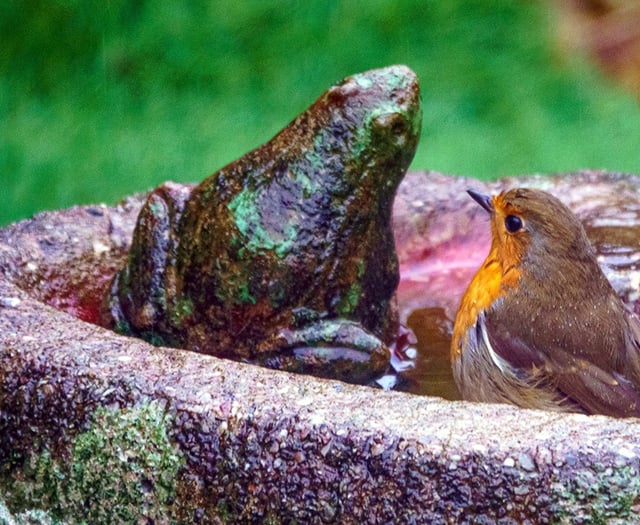 Wildlife and the water: Your fantastic photos of local life and landscape