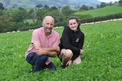 How red clover is helping a Dyfi Valley farm thrive