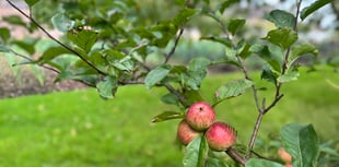 Llanerchaeron claims name of rare apple found growing on estate