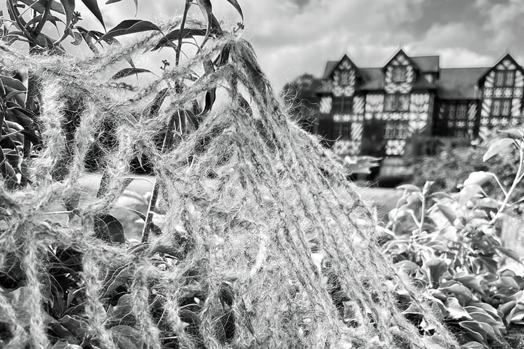 Gregynog Hall Halloween