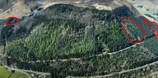 Diseased trees due to be felled