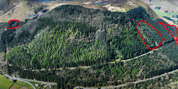 Diseased trees due to be felled at three locations near to Dinas Mawddwy