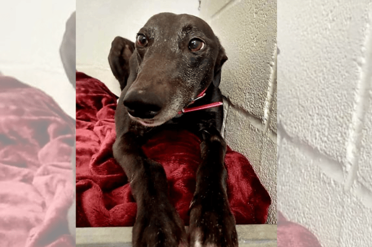 Hector's Greyhound Rescue