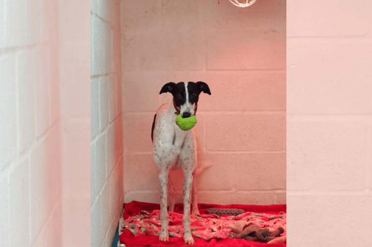 Hector's Greyhound Rescue