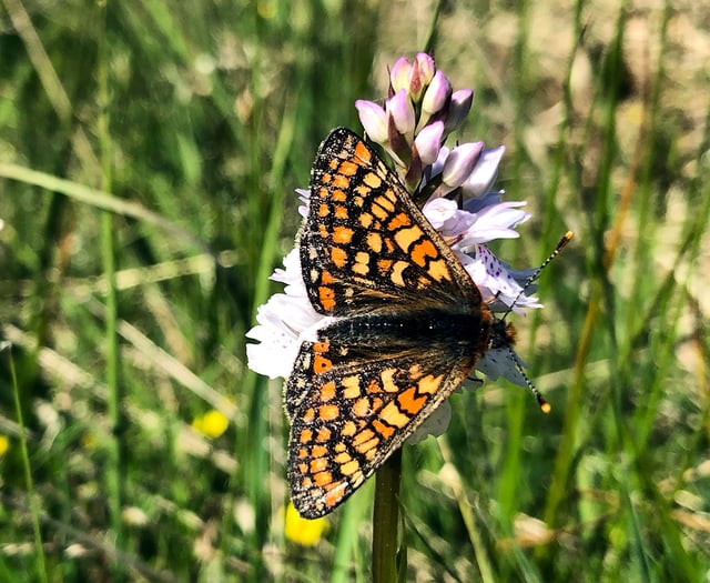 Ceredigion survey reveals hope for future of rare butterfly