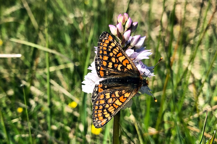 Marsh Fritillary butterfly