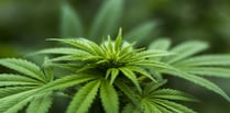 Pencader man grew cannabis at home