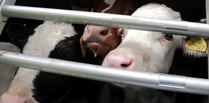 FUW voices concern but RSPCA backs ban on live exports