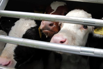 FUW voices concern but RSPCA backs ban on live exports