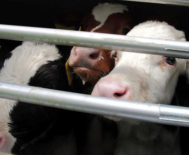 FUW voices concern but RSPCA backs ban on live exports