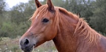 Woman accused of unnecessary suffering to horses to stand trial