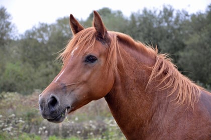 Horse suffering trial date set