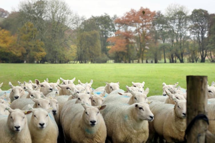 Flock of ewes