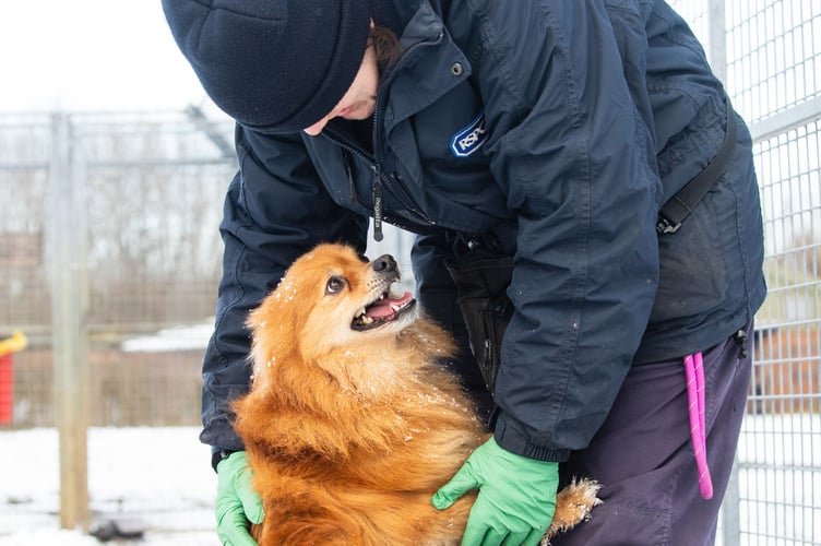 If you have an elderly or sickly dog, you can buy a special coat or jumper to keep them warm when you’re out walking