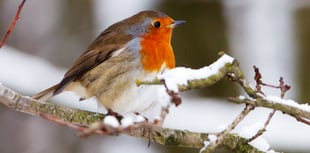 Look out for robin redbreast and help him thrive this winter